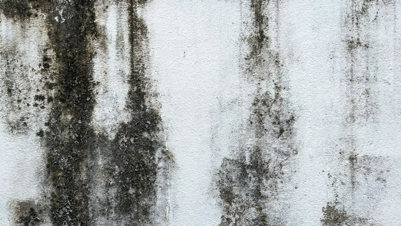 Immagine selezionata